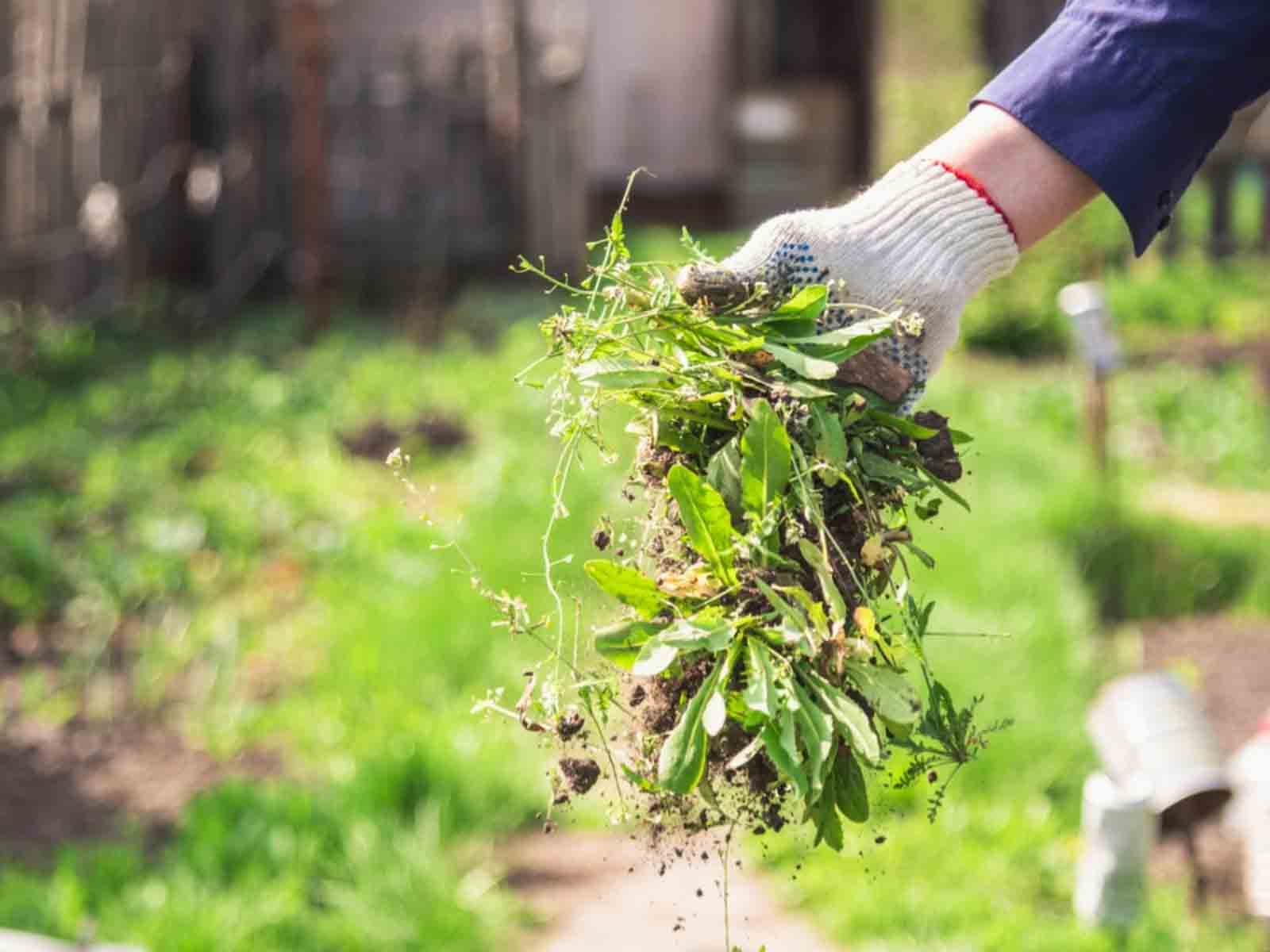 Weed Management